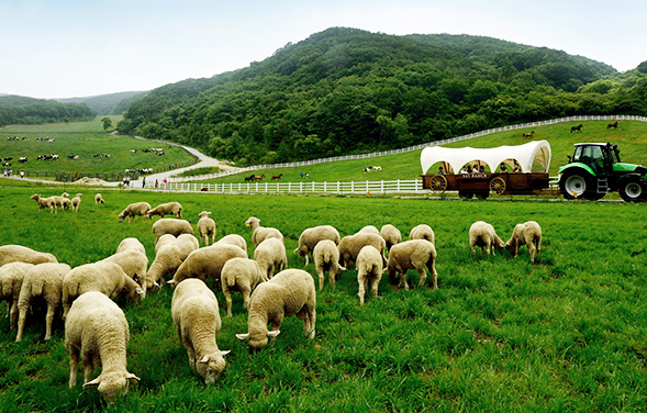 하늘목장 이미지